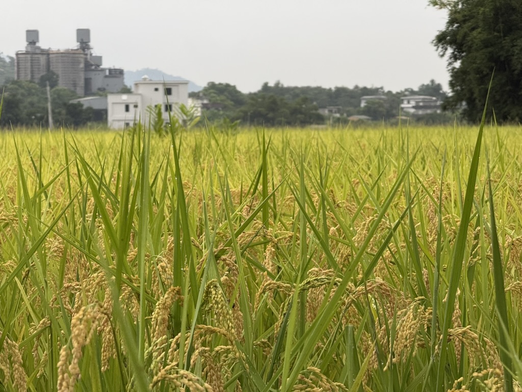 阿聰's rice paddy